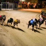 Chinh Phục Đua Chó Tại Hi88: Bí Kíp Thắng Nhanh Hiệu Quả